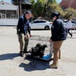 FGE rescata a cuatro caninos víctimas de maltrato animal en Tecate