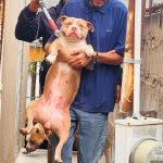 FGE rescata a 8 caninos víctimas de maltrato animal en la Colonia Obrera
