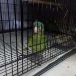 Agentes de CBP en los puertos de entrada de San Diego incautan 28 loros y 3 gallinas, frustrando dos presuntos intentos de contrabando de fauna silvestre