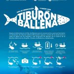 Empieza Temporada de avistamiento de Tiburón Ballena en Bahía de los Ángeles