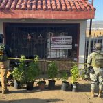 Agencia Estatal de Investigación ejecuta cateo en Tecate y asegura plantas de marihuana