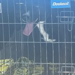 Fiscalía General del Estado ejecuta cateo por maltrato animal y rescata a tres caninos en Tijuana