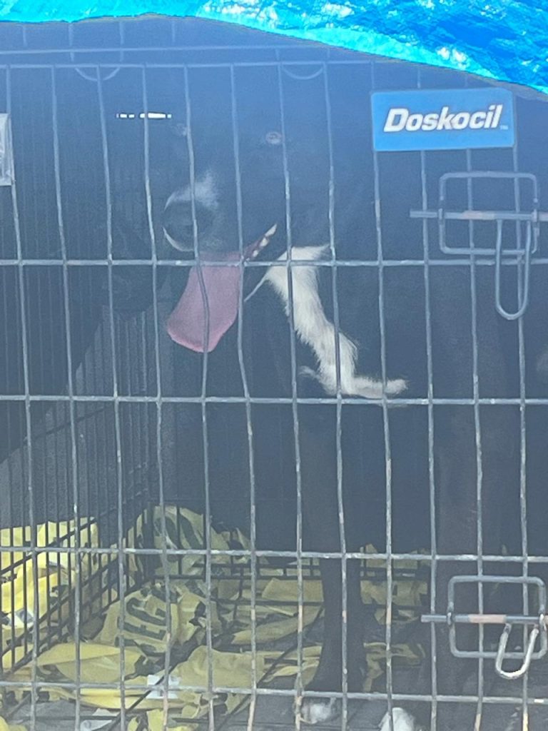 Fiscalía General del Estado ejecuta cateo por maltrato animal y rescata a tres caninos en Tijuana