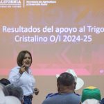 Arranca en septiembre pago de estímulos del trigo cristalino en Mexicali