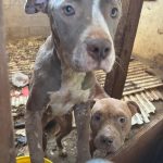 Fiscalía General del Estado rescata a dos caninos víctimas de maltrato en Tijuana