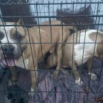 Vinculan a proceso a “El maltratador de la Obrera”; animalistas exigen pena máxima