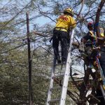 Hombre de la tercera edad muere tras recibir descarga eléctrica al intentar podar un árbol en Mexicali