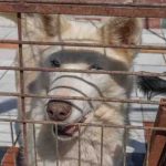 Con 62 perritos en resguardo, refugio For Happy Tails solicita apoyo de la comunidad